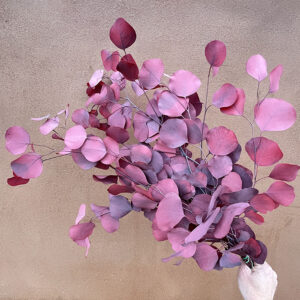 Eucalyptus Populus, Burgundy, Preserved, 65cm