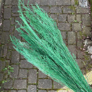 Limonium Caspia, Bright Green, Preserved, 70cm