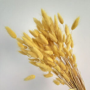 Lagurus Grass, Warm Yellow, Dried (Bunny Tails) 60-70cm 100g