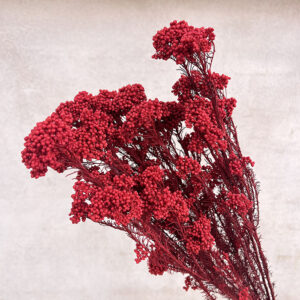 Rice Flower, Dark Red, Preserved (Ozothamnus) 70cm