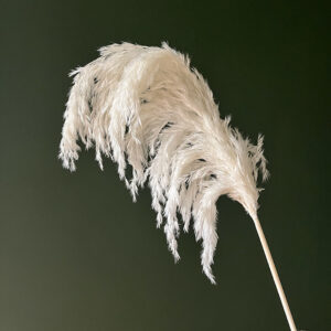 Wild Reed Grass, White, Dried, 80cm