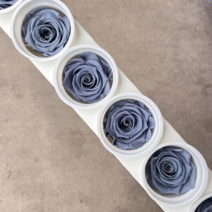 Roses, Dusty Blue, Preserved, x6 blooms, 6cm (Kiara®)
