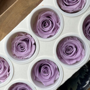 Roses, Dusty Lavender, Preserved, x8 blooms, 5cm (Kiara®)