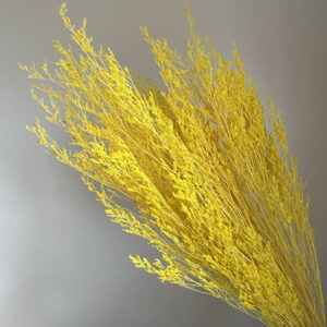 Limonium Caspia, Yellow, Preserved, 70cm