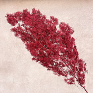 Ming Ferns, Dark Red, Preserved (Asparagus macowanii) 50cm