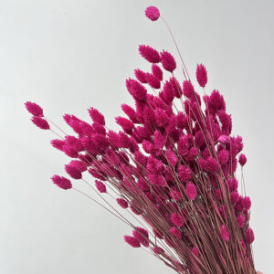 Phalaris, Hot Pink, Dried (Canary Grass) 200g 70cm