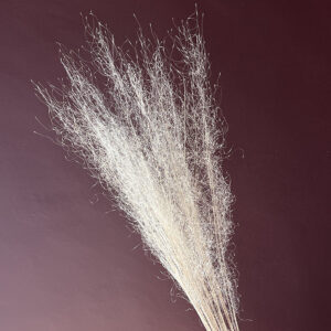 Fountain Grass, White, Dried, 80cm