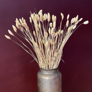 Phalaris, Natural Light Brown, Dried (Canary Grass) 100g 70cm