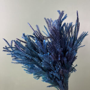 Club Moss, Dark Blue, Preserved (Lycopodium) 28cm