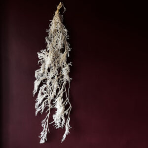 Club Moss, White, Preserved (Lycopodium) up to 120cm