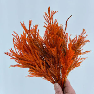 Club Moss, Dark Orange, Preserved (Lycopodium) 28cm