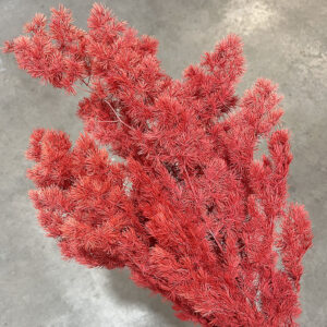 Ming Ferns, Red, Preserved (Asparagus macowanii) 50cm