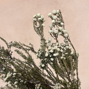 Phylica Ericoides, Natural White, Preserved, 40cm