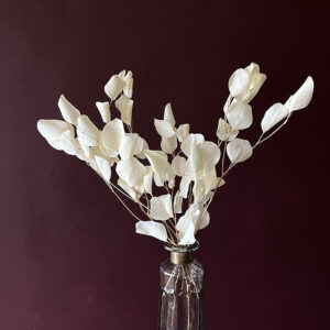 Eucalyptus Populus, Bleached Creamy White, Preserved, up to 50cm