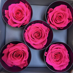 Roses, Bright Pink, Preserved, x5 blooms, 7cm (Verdissimo®)