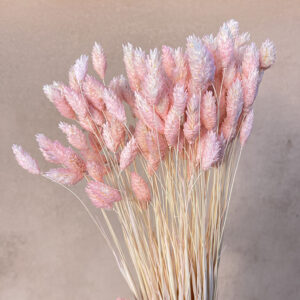 Phalaris, Blush Pink, Dried (Canary Grass) 70cm
