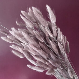 Lagurus Grass, Grey, Dried (Bunny Tails) 50-70cm 100g