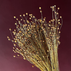 Bubble Flax, Natural Brown, Dried (Linum) 60cm