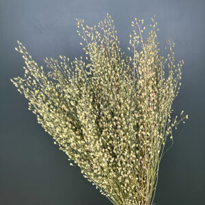 Lepidium attraxa, Natural Green, Dried (Pennycress) 70cm