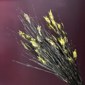Bell Grass, Green, Preserved up to 40cm