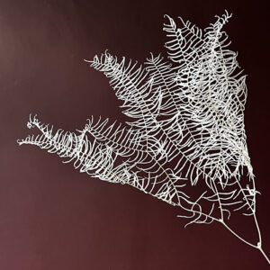 Seastar Ferns, Bleached White, Preserved (Earth Matters®) 45-60cm