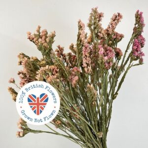 Statice sinuata, Natural Salmon Shades, Dried, 40cm BRITISH GROWN