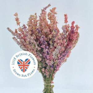 Larkspur, Natural Summer Shades, Dried (Delphinium) up to 50cm BRITISH FLOWERS