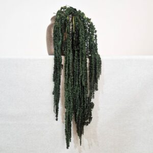 Amaranthus caudatus, Dark Green, Preserved (Cascading) up to 110cm