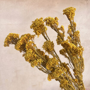Rice Flower, Warm Yellow, Preserved (Ozothamnus) 70cm