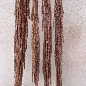 Amaranthus caudatus, Cocoa Brown, Preserved (Cascading) up to 110cm