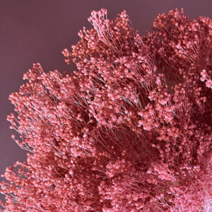 Broom Bloom, Dusky Rose Pink, Dried, 50cm
