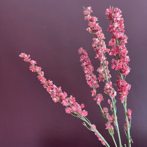 Larkspur, Natural Deep Pink, Dried (Delphinium) 30cm