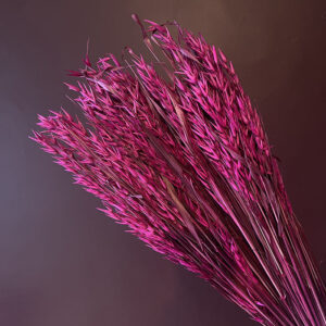 Dried Oats Cerise Purple