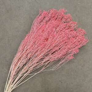 Broom Bloom, Pink, Dried, 60cm