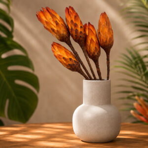 Protea repens, Orange, Dried, 25-40cm