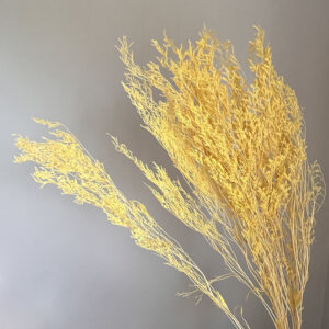 Pale Yellow Dried Limonium Caspia