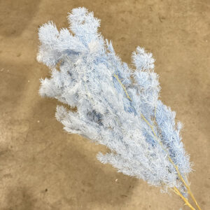 Ming Ferns, Pale Blue, Preserved (Asparagus macowanii) 60cm