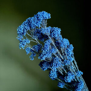 Rice Flower, Blue, Preserved (Ozothamnus) 70cm