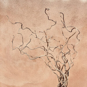 Twisted Hazel, up to 90cm, Dried Natural Brown (Corylus avellana ‘Contorta’)