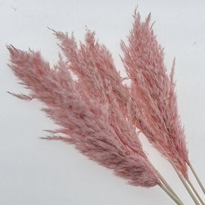 Wild Reed Grass, Pale Pink, Dried, 70cm