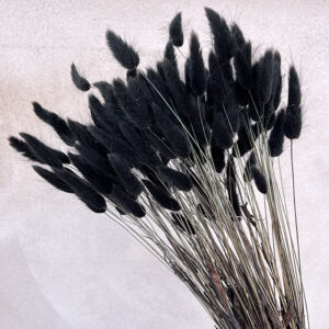 Lagurus Grass, Black, Dried (Bunny Tails) 50-70cm 100g
