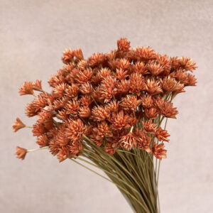 Hill Flower, Terracotta, Dried, 100g 50cm