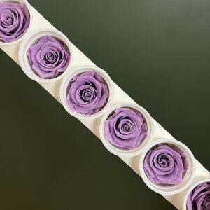 Roses, Dusty Lavender, Preserved, x6 blooms, 6cm (Kiara®)
