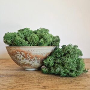 Reindeer Moss, Moss Green, Preserved