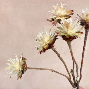 Leucadendron Plumosum, Natural, Dried (Star Cone) 30-40cm