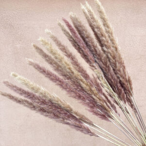 mini pampas, natural shades, dried (tail reed) 70cm plume 30cm