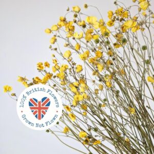Wild Buttercups, Natural Yellow, Dried, 45-55cm BRITISH WILD FLOWERS