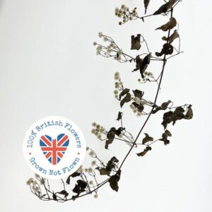 Old Man’s Beard, Dried, Natural White, 70-120cm