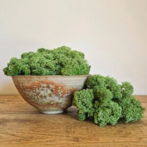 Reindeer Moss, Mid Green, Preserved
