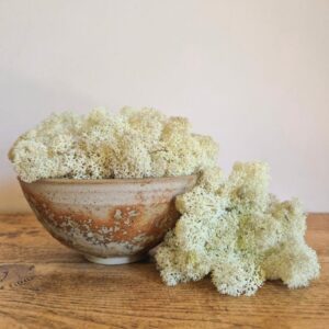 Reindeer Moss, Misty White, Preserved